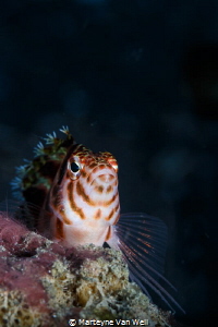 Fish with Attitude. Taken at Dive Site Hairball I with Ca... by Marteyne Van Well 